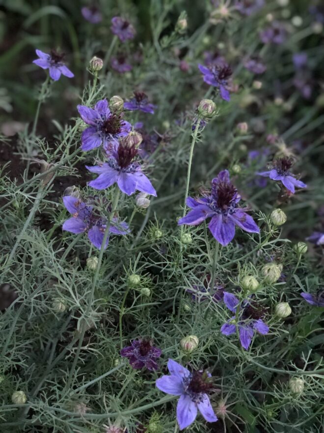 Seedling 4-pack: Nigella