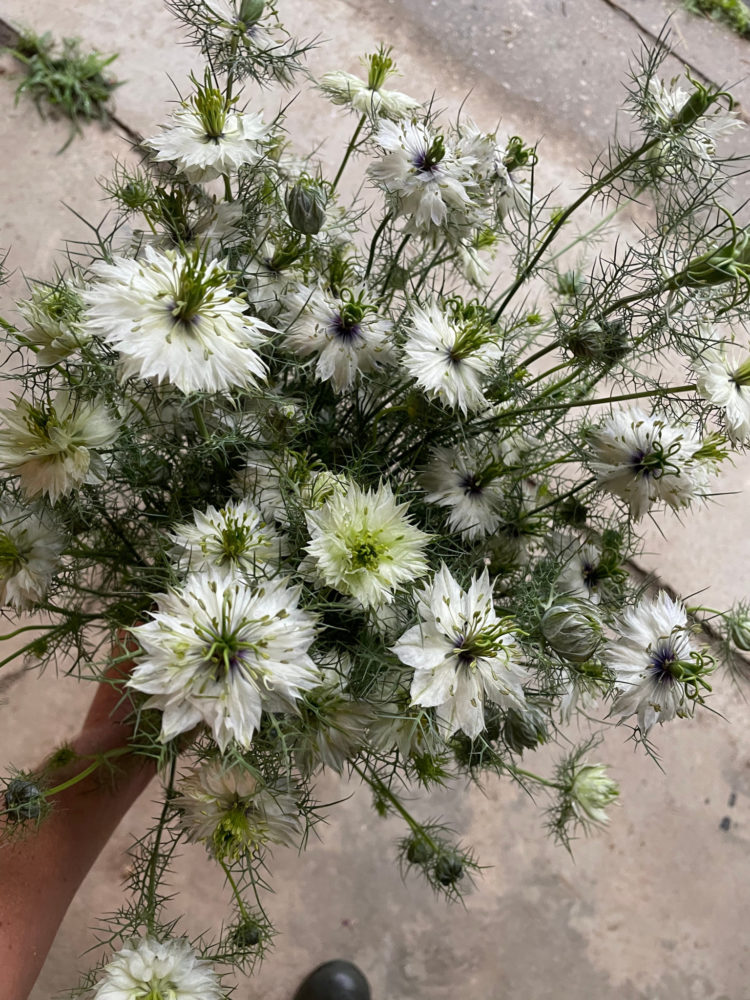 Nigella 'Miss Jekyll White'