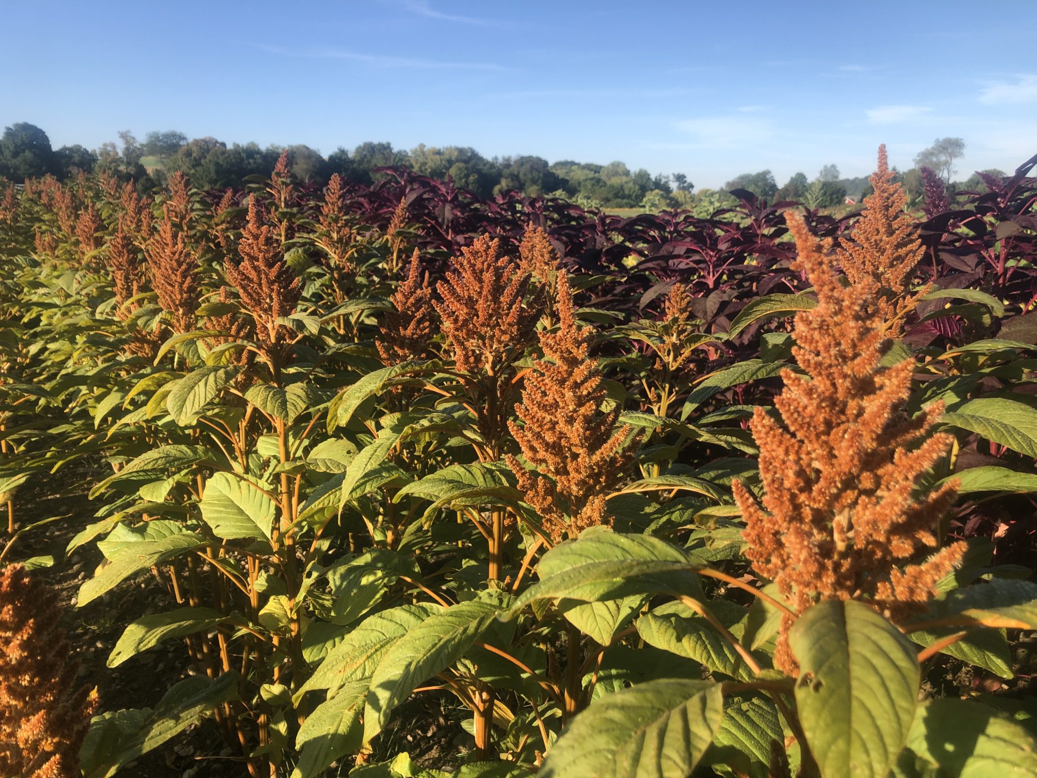 Amaranth ‘Hot Biscuits’