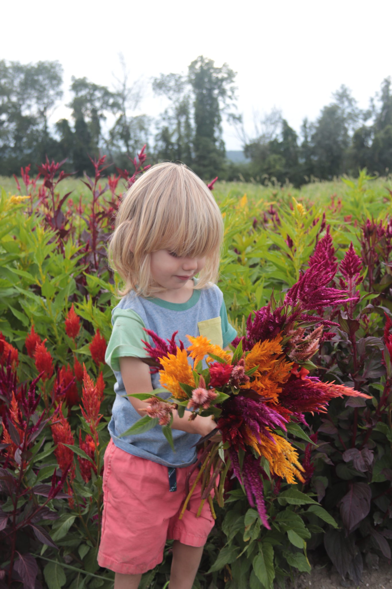 Cockscomb Celosia, mix