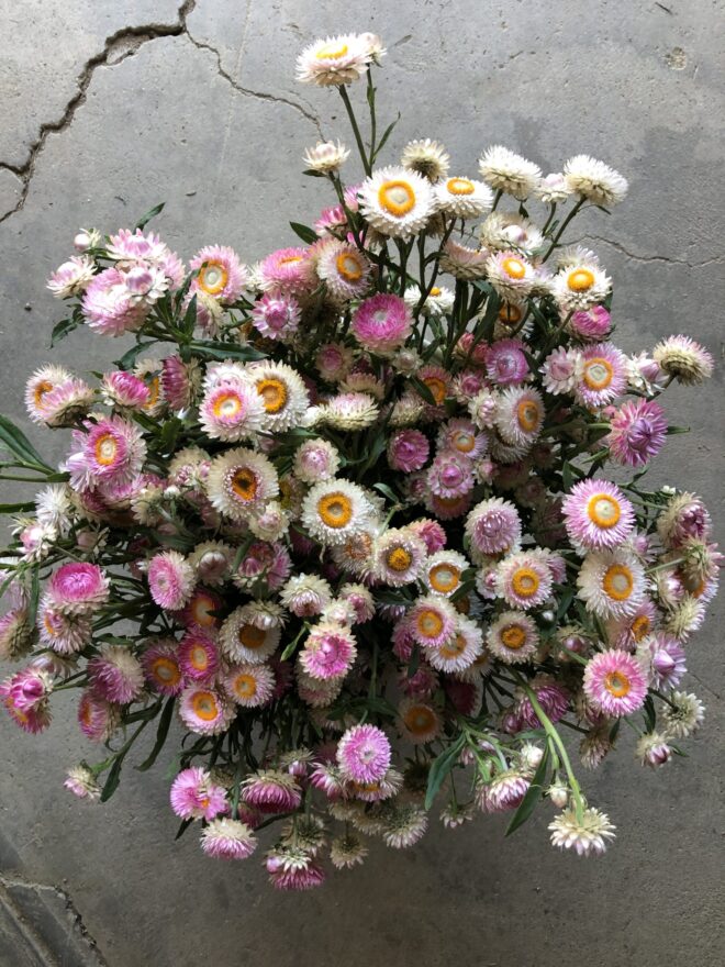 Seedling 4-pack: Strawflower