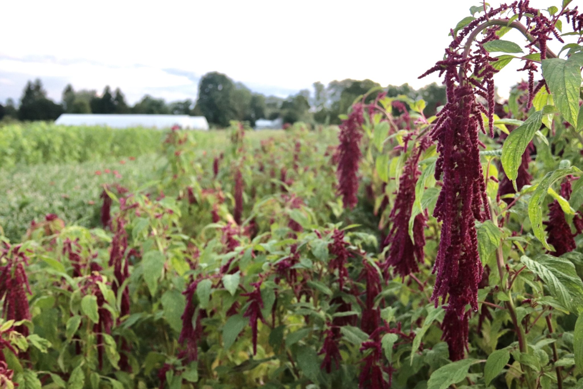 Amaranth ‘Love Lies Bleeding’