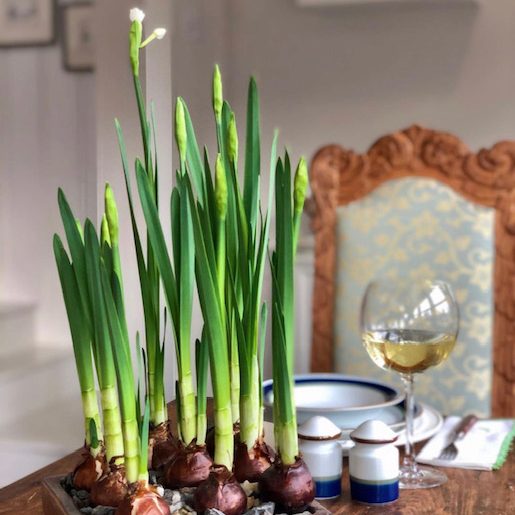 Paperwhite Planter - Gift Box