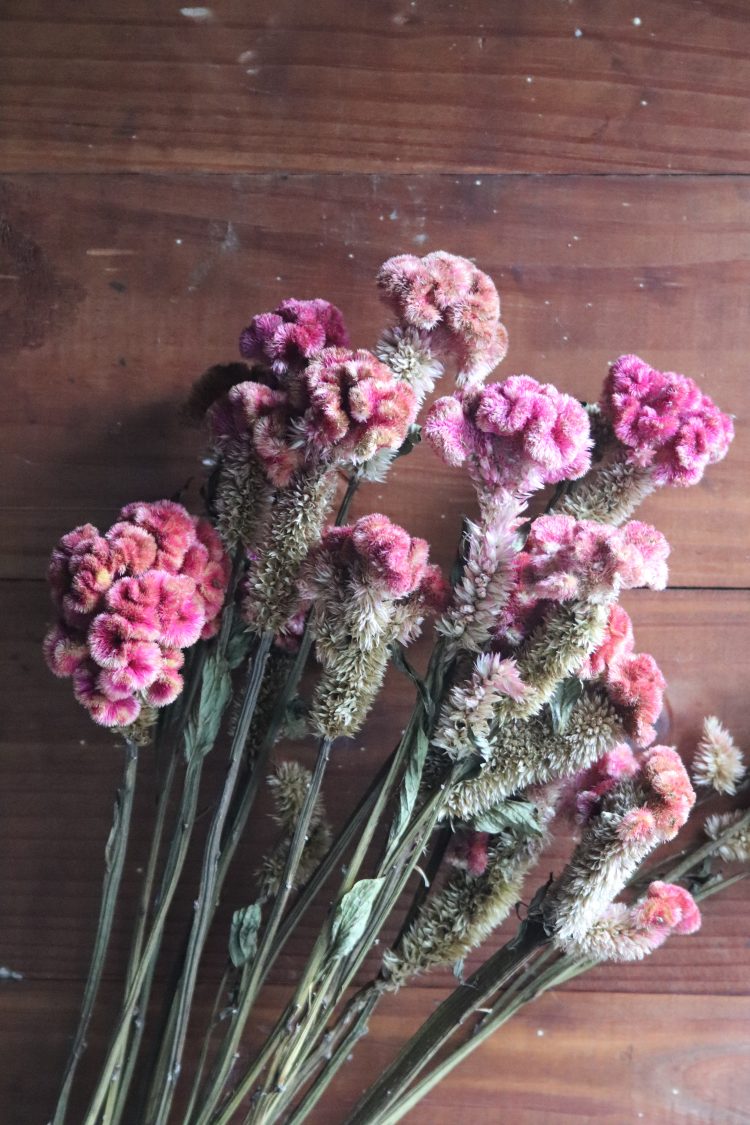 Dried Celosia 'Cramers' Rose'