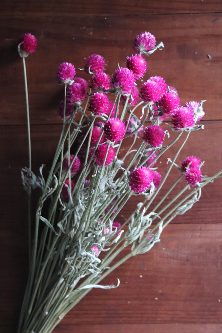 Dried Gomphrena, hot pink