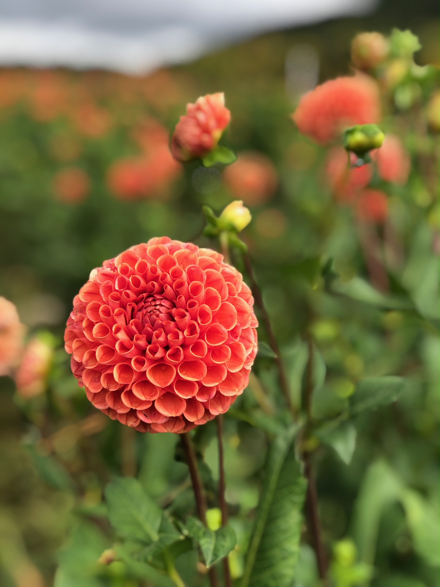 Dahlia 'Cornel Bronze' - Image 2