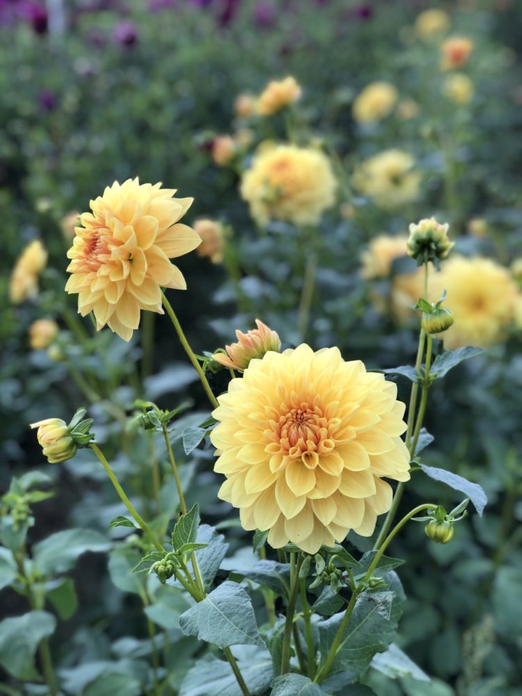 Dahlia 'Golden Treasure'