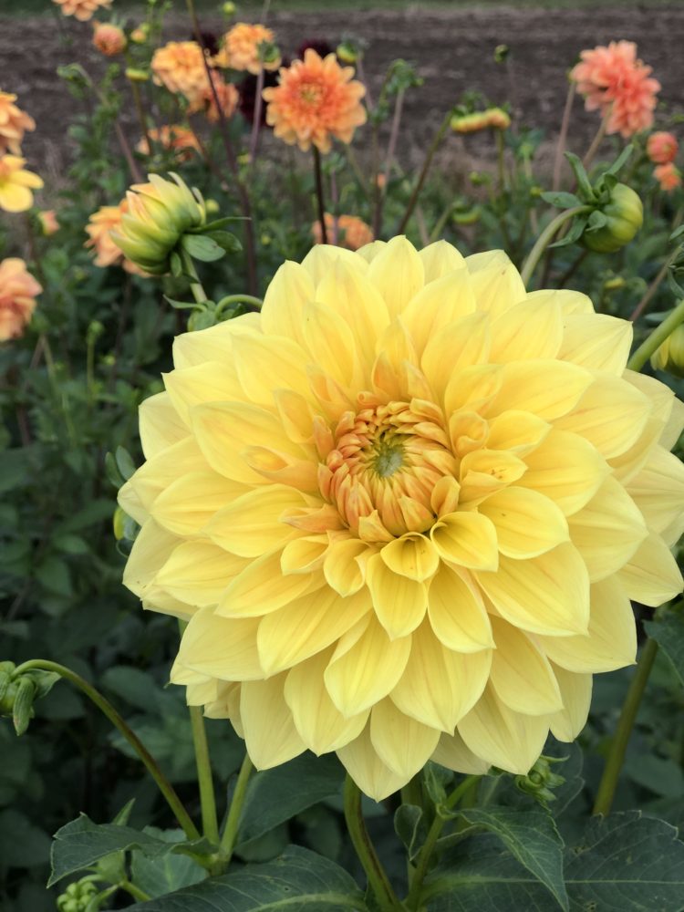 Dahlia 'Golden Treasure' - Image 2