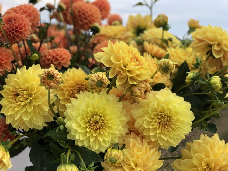 Dahlia 'Golden Treasure' - Image 3