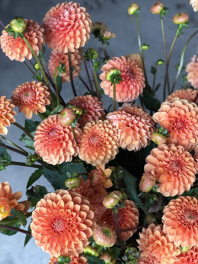 Dahlia 'Maarn'