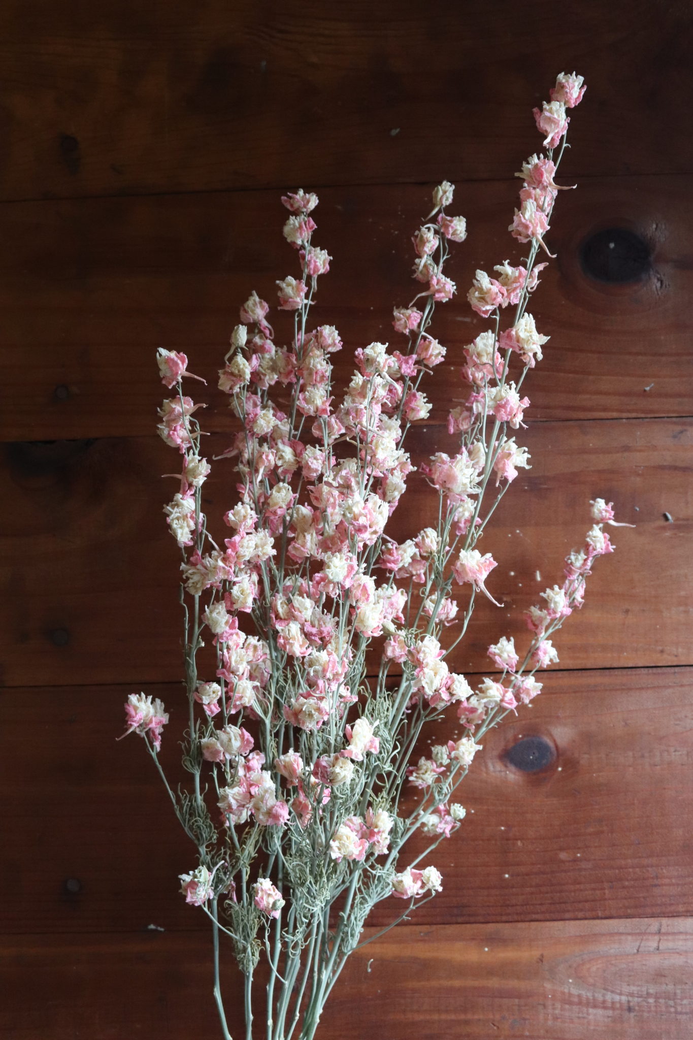 Dried Larkspur, fancy pink