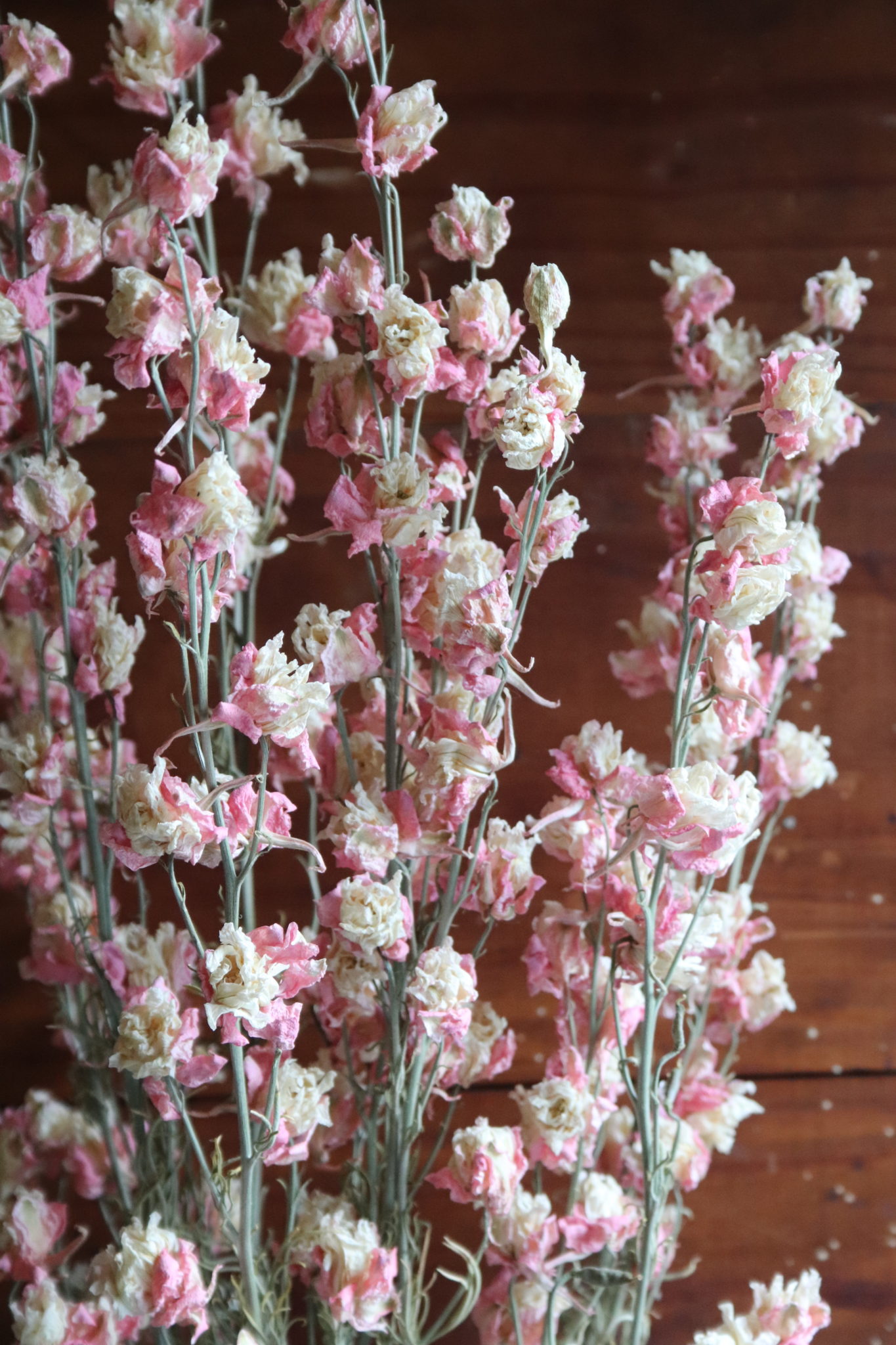 Dried Larkspur, fancy pink - Image 2