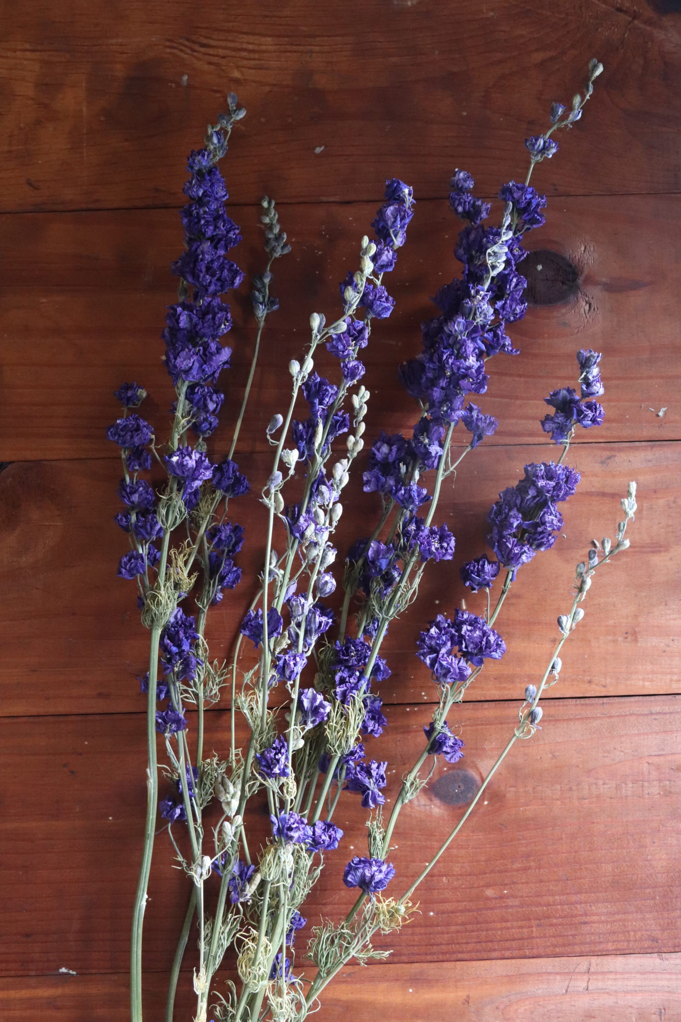 Dried Larkspur, dark purple