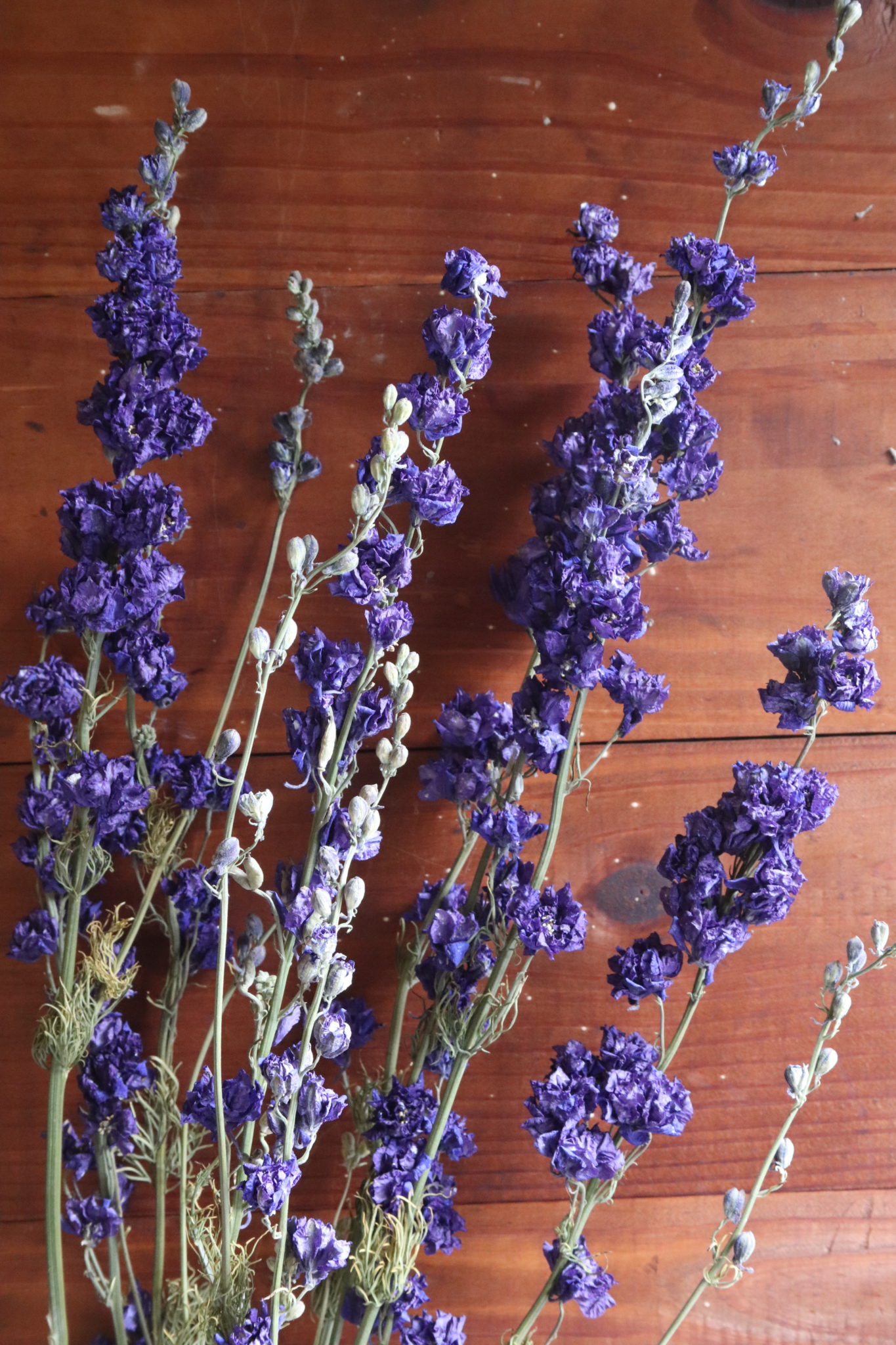 Dried Larkspur, dark purple - Image 2