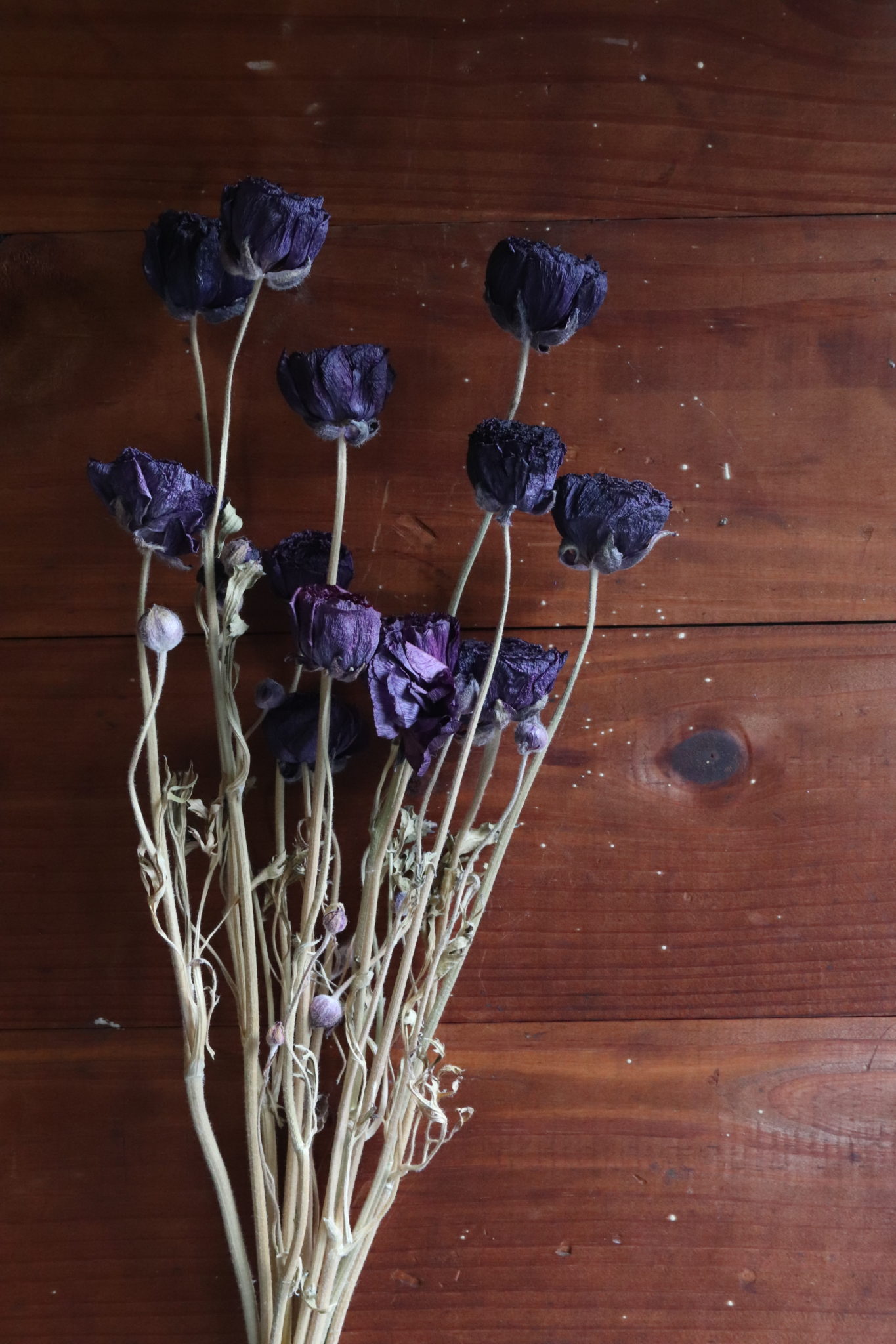 Dried Ranunculus, black - Image 2