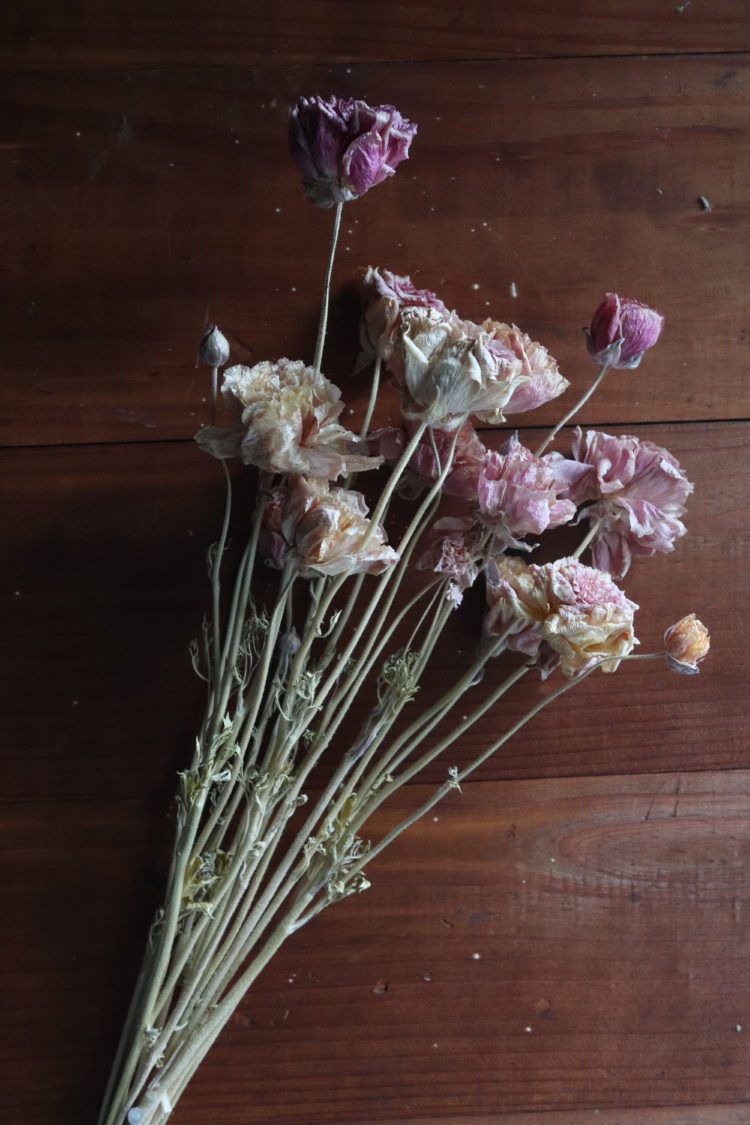 Dried Ranunculus, cream/rose - Image 2