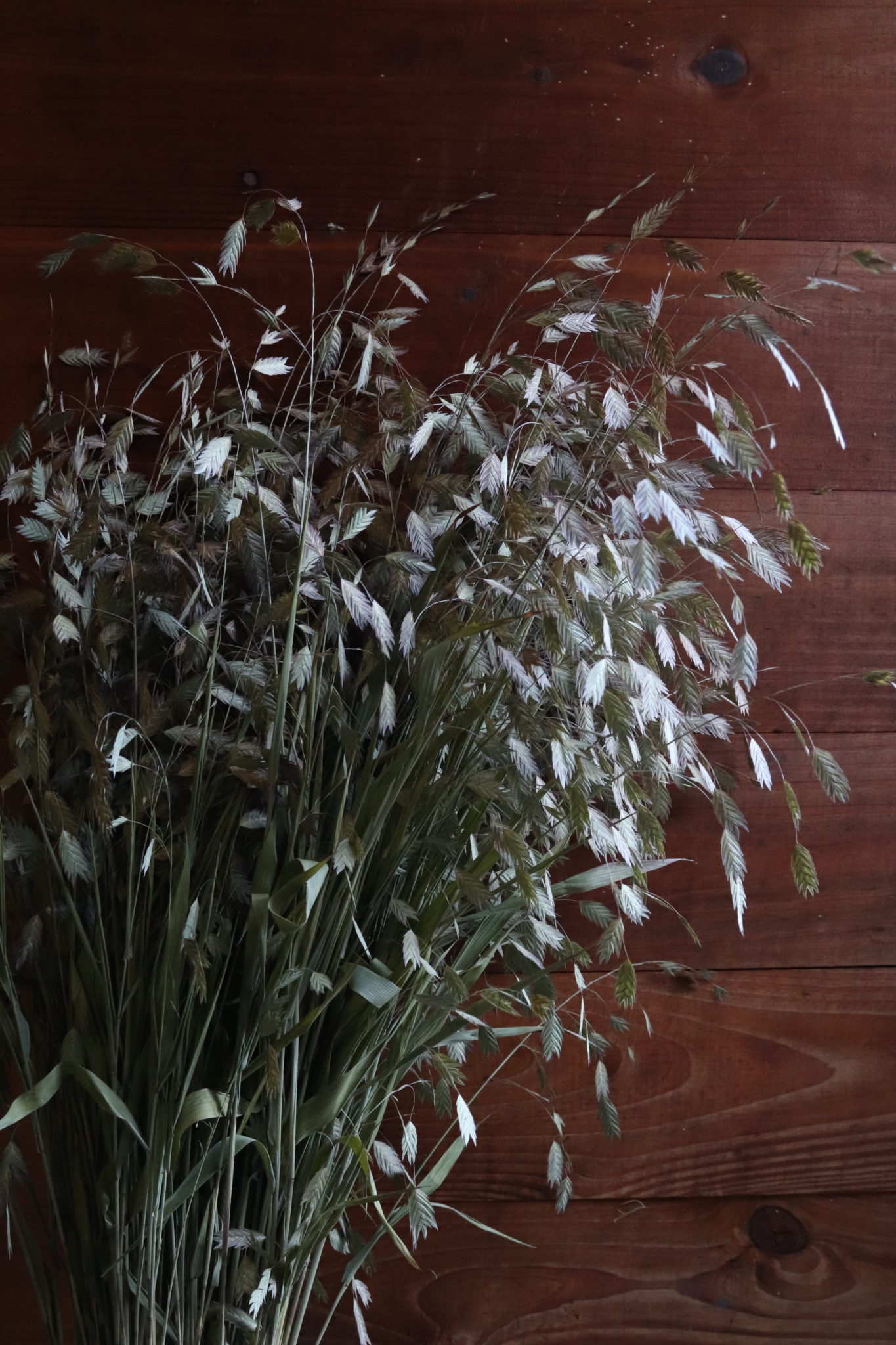 Dried Northern Sea Oats