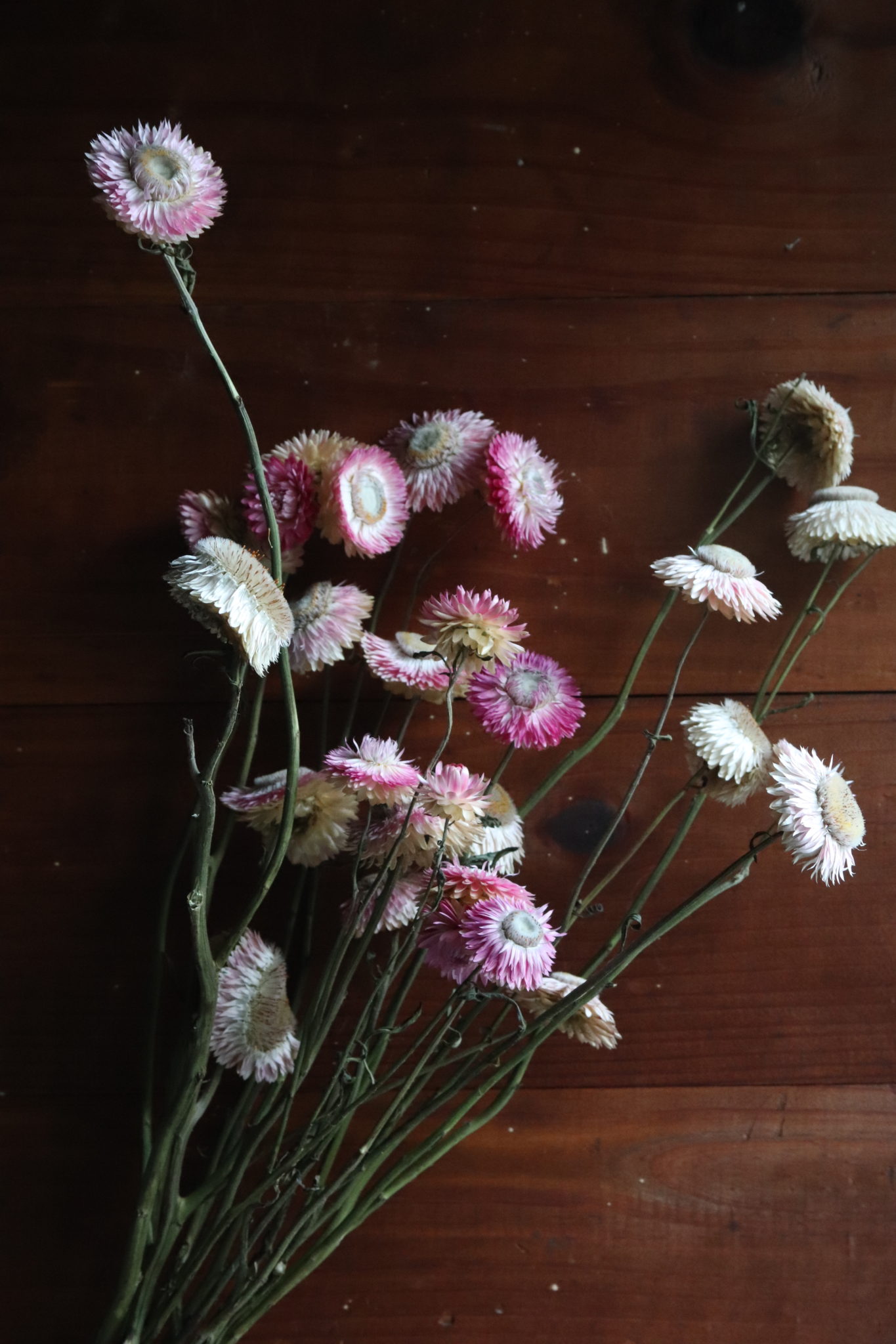 Dried Strawflower, pink