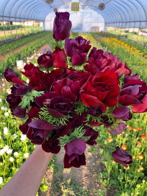 Flower CSA - Aficionado