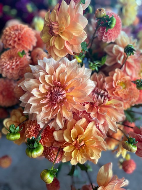 Flower CSA - Connoisseur