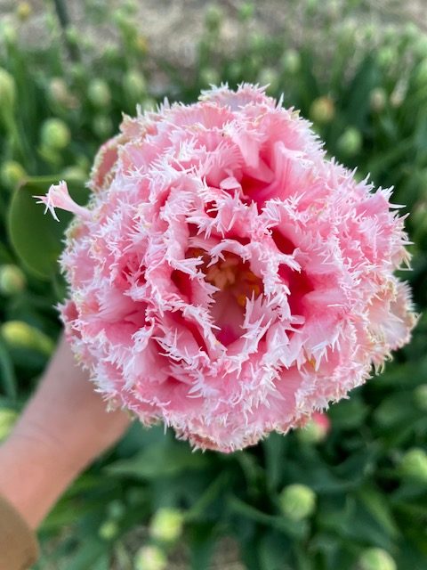 Flower CSA - Enthusiast
