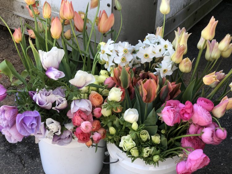 D.I.Y. - Bulk Flower Buckets - Image 5