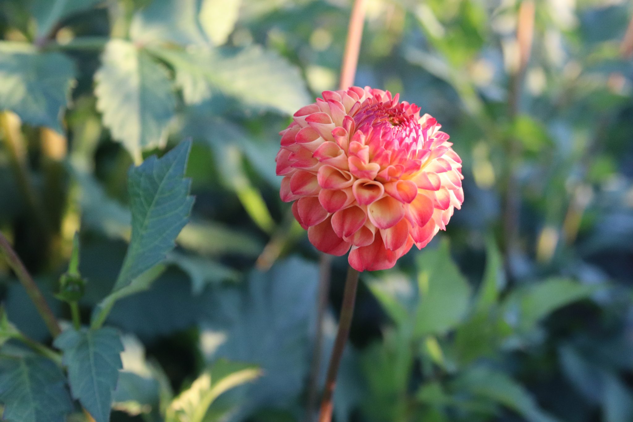 Ginger Willo, dahlia tuber - Image 2