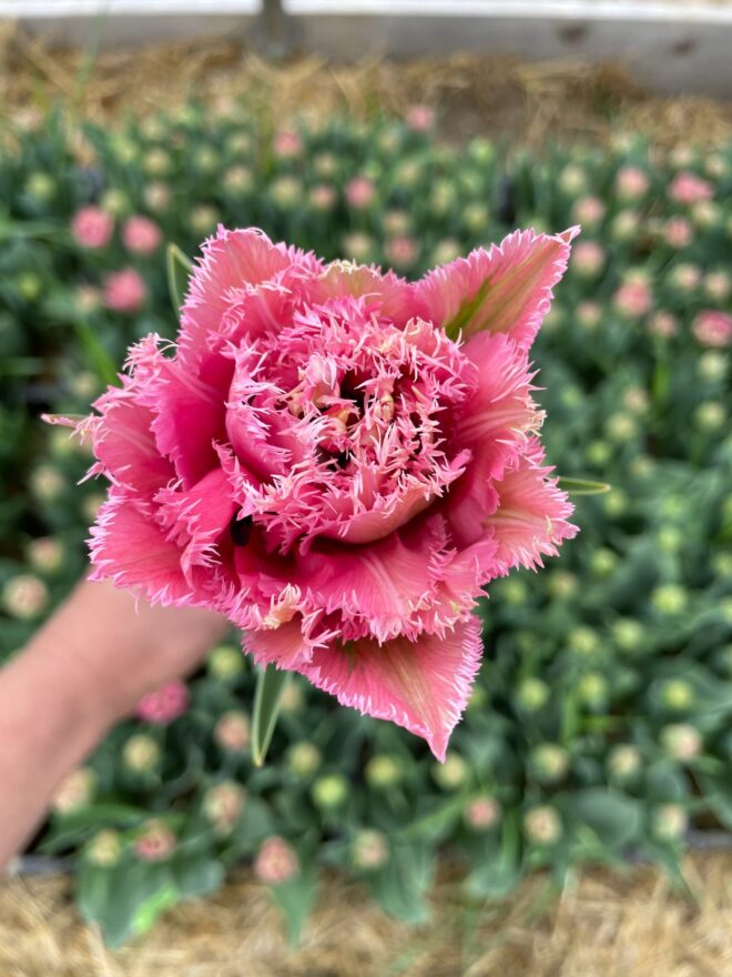 Tulip 'Matchpoint'