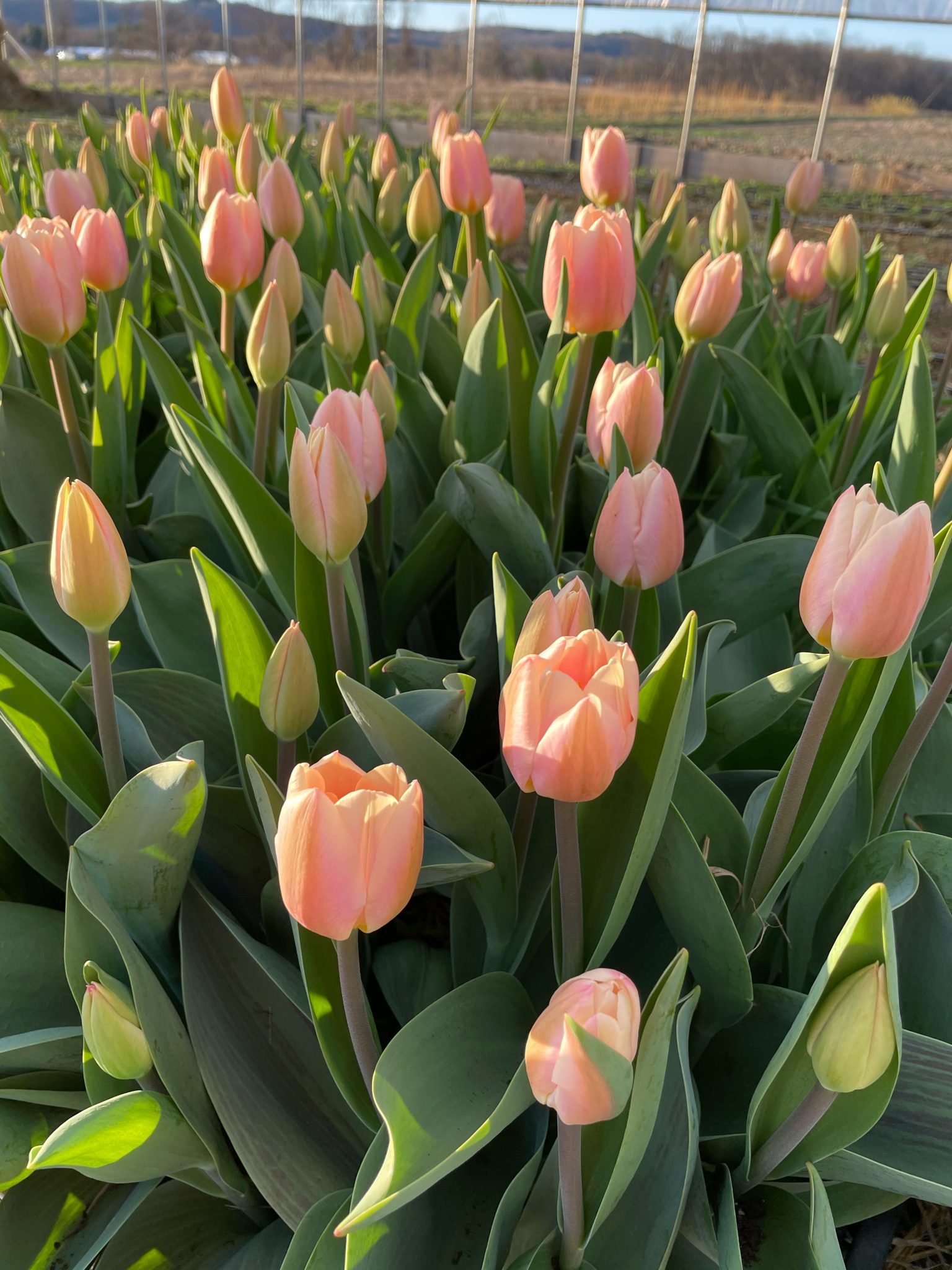Tulip 'Apricot Delight'