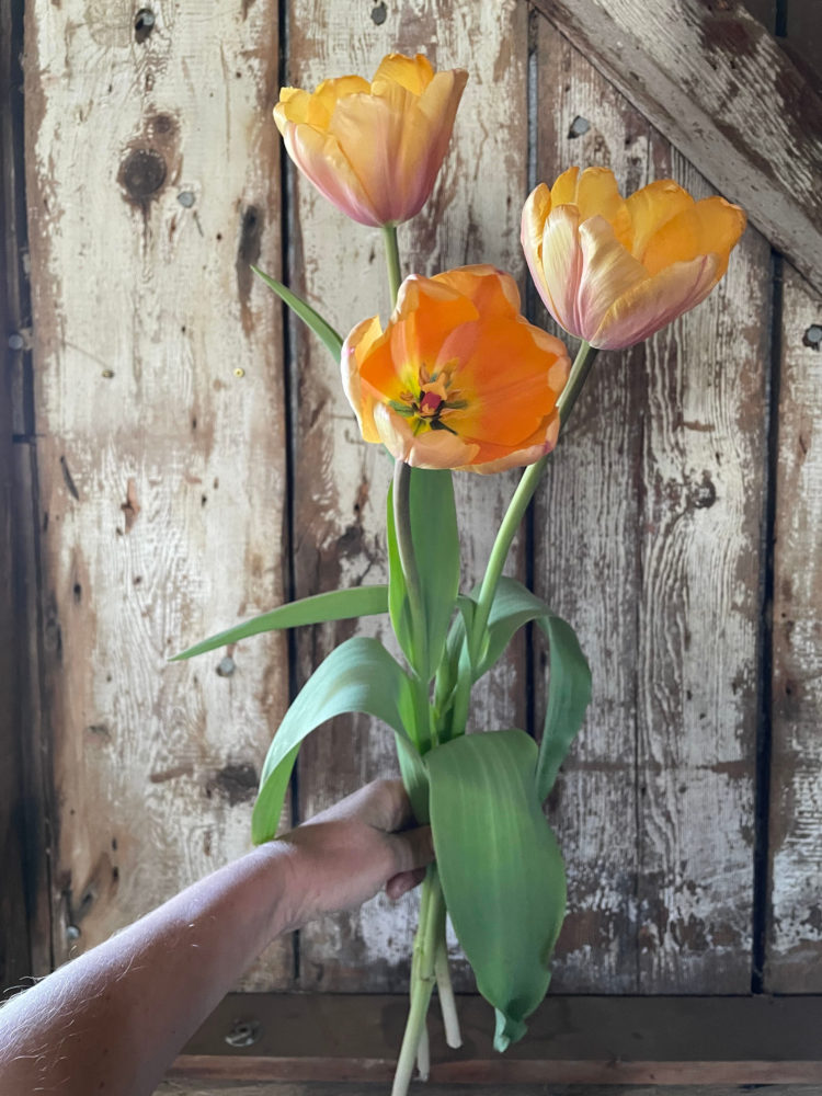 Tulip ‘Blushing Impression' - Image 2