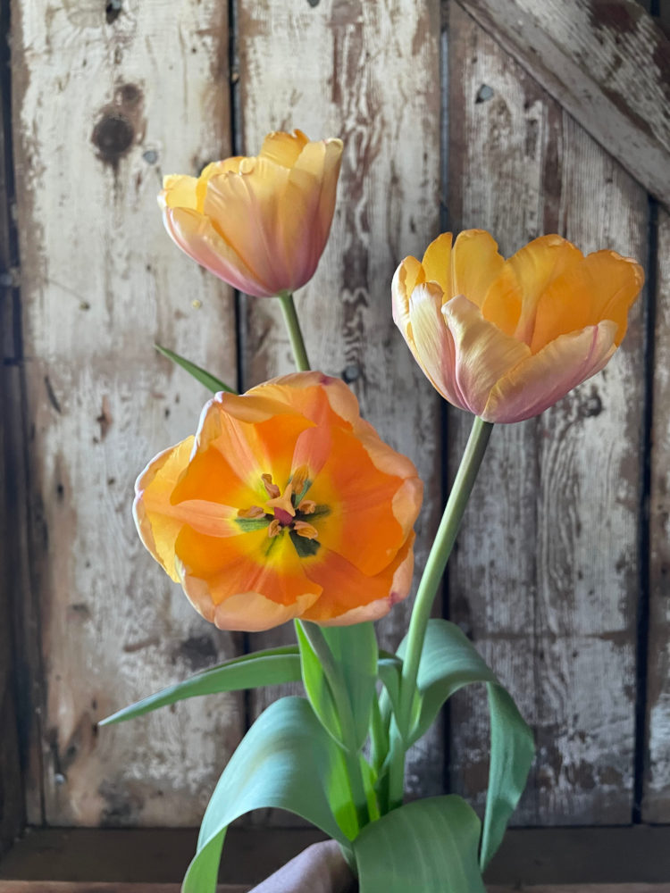 Tulip ‘Blushing Impression'