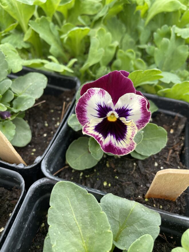 Seedling 4" Pot: Pansy