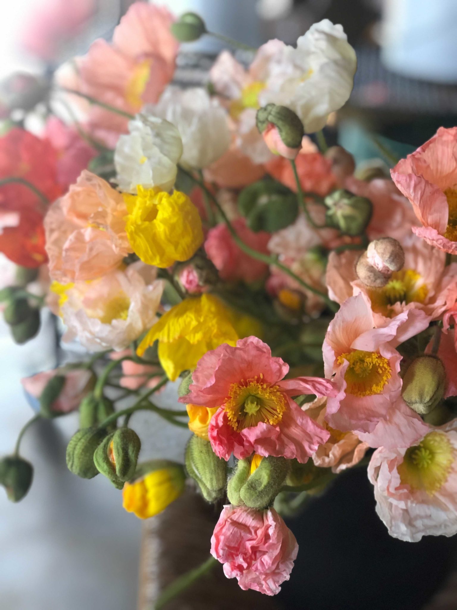 Seedling 4-pack: Poppy 'Colibri'