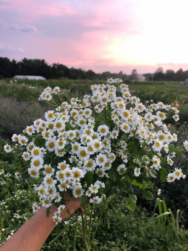 Seedling 4-pack: Matricaria ‘Magic Single’