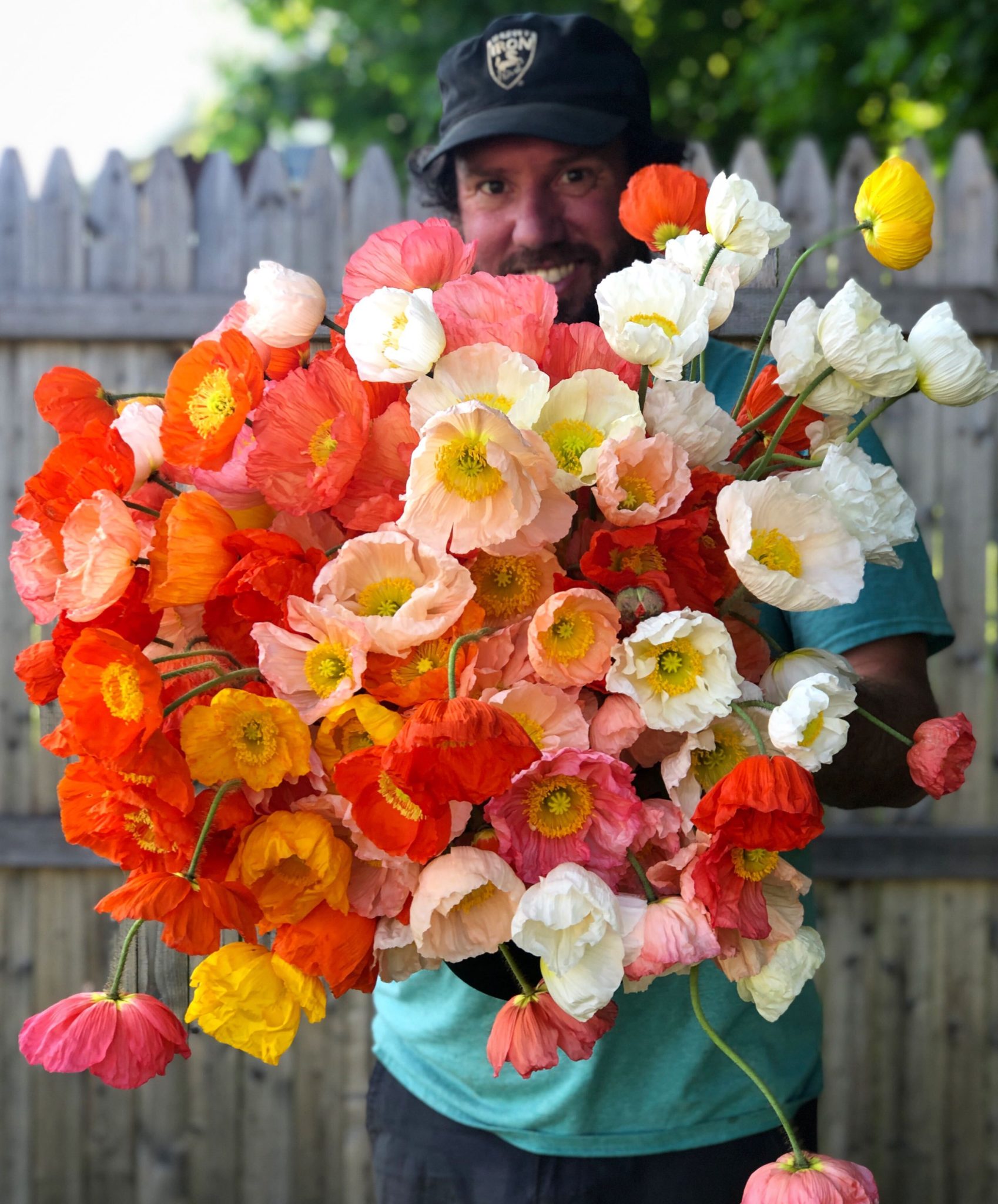 Seedling 4-pack: Poppy 'Colibri' - Image 2