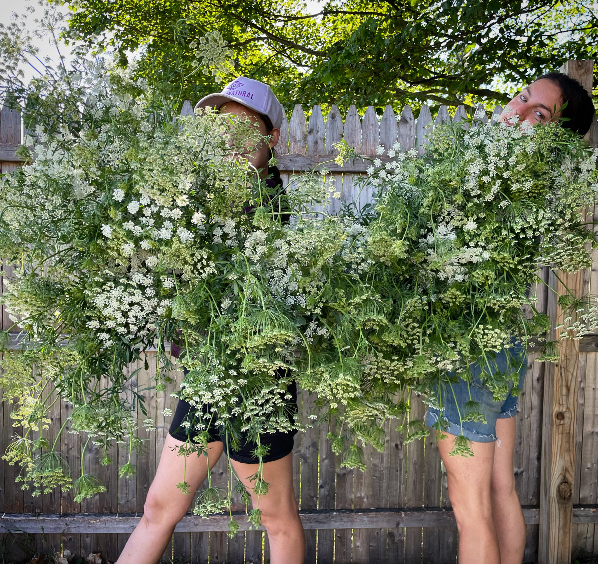 Ammi 'White Dill' - Image 2