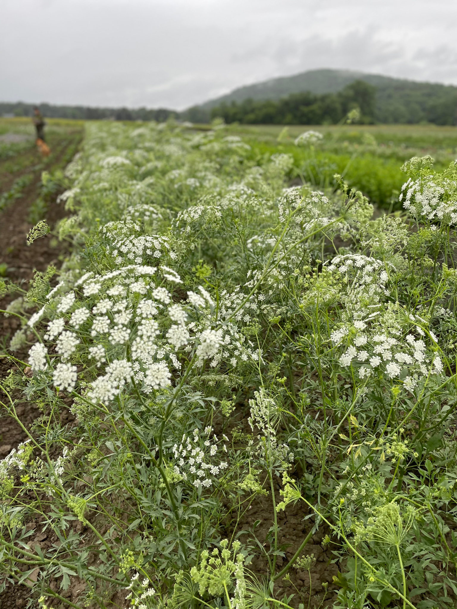 Ammi 'White Dill'