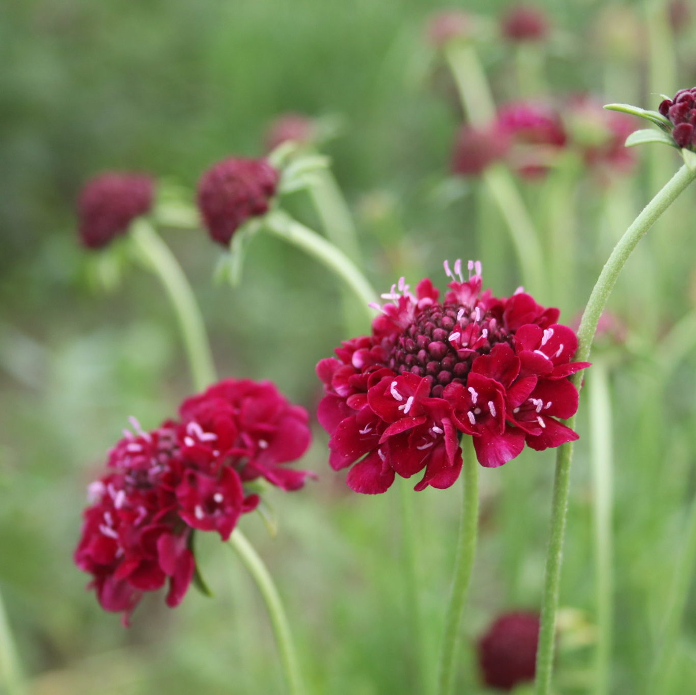 Scabiosa 'Merlot'