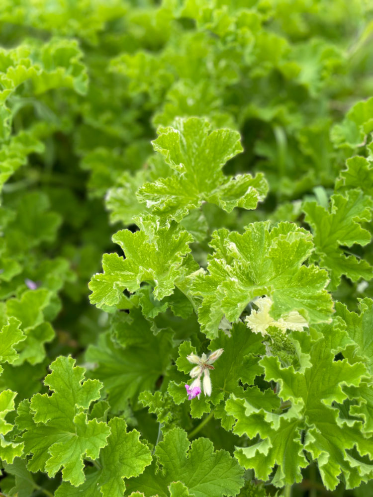 Scented Geranium 'Atomic Snowflake'