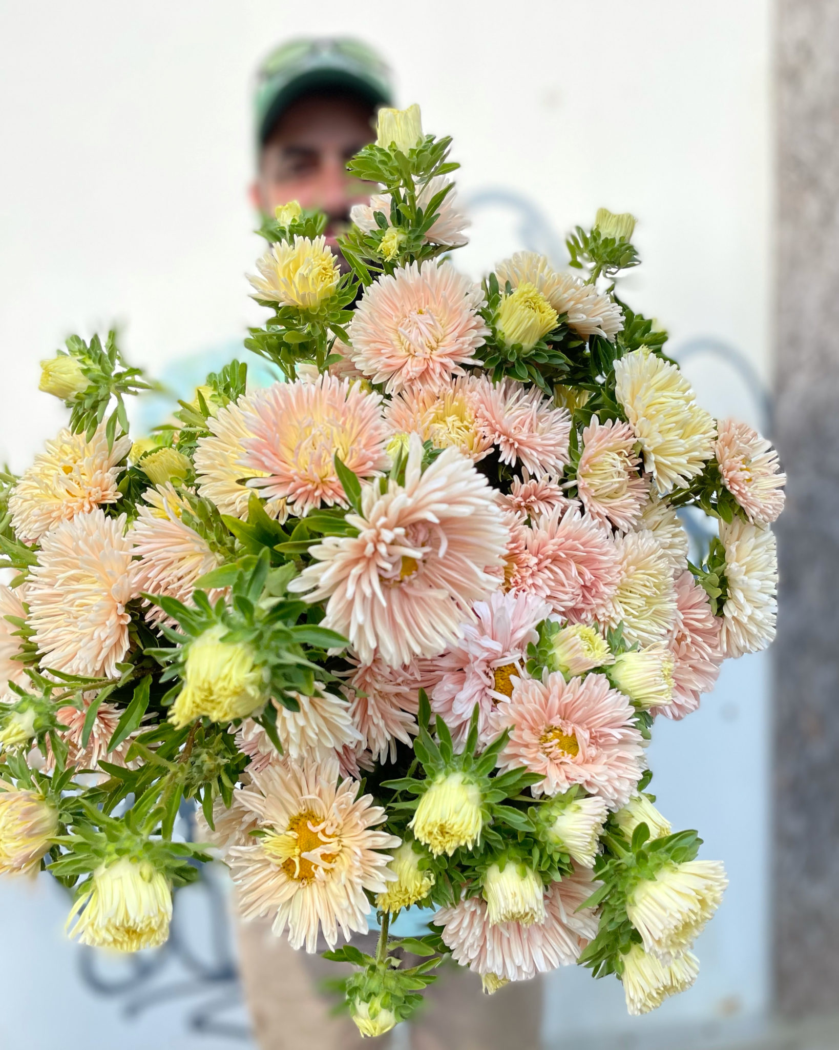 Aster 'King Size Apricot'