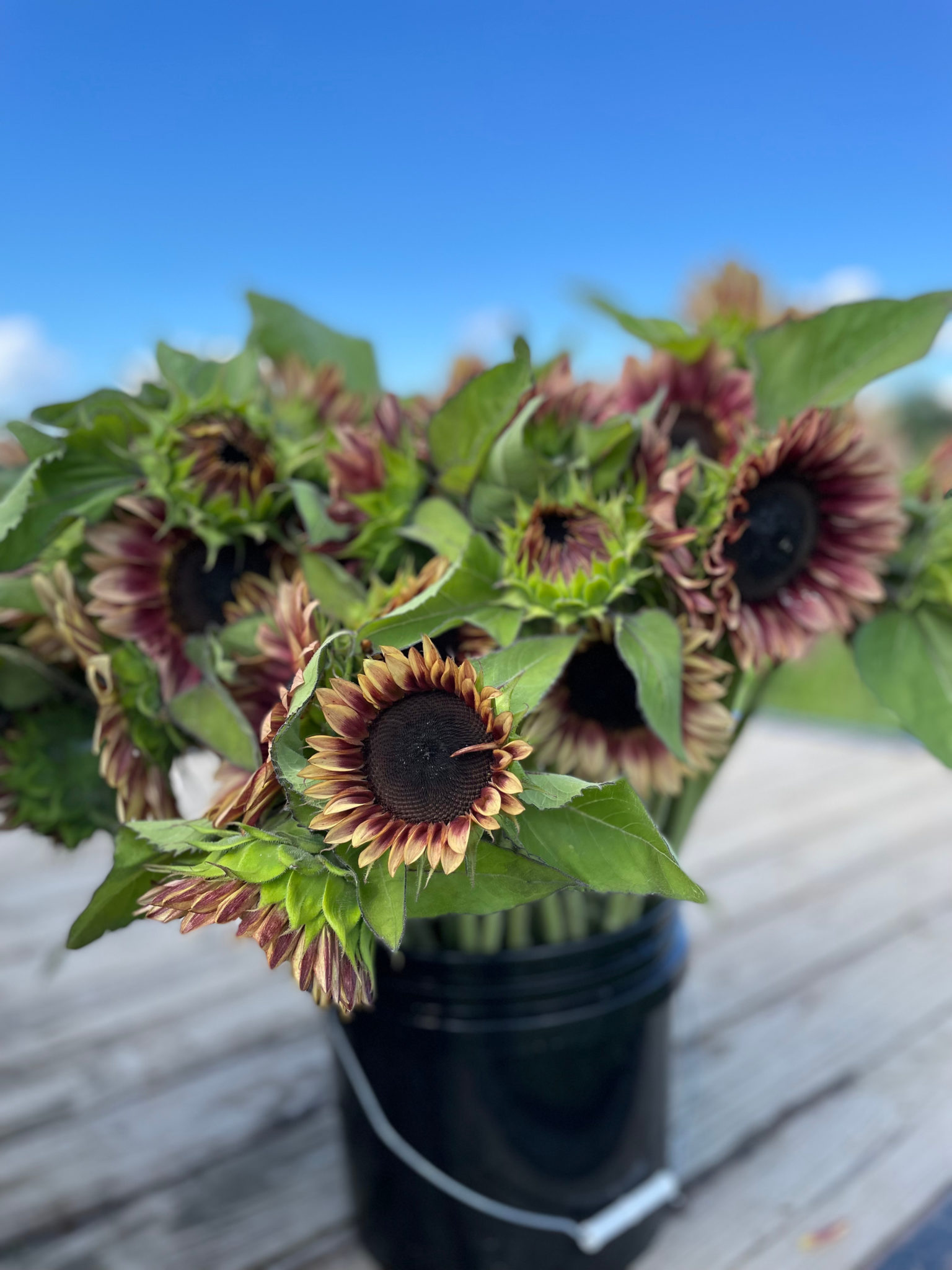 Sunflower 'ProCut Plum'