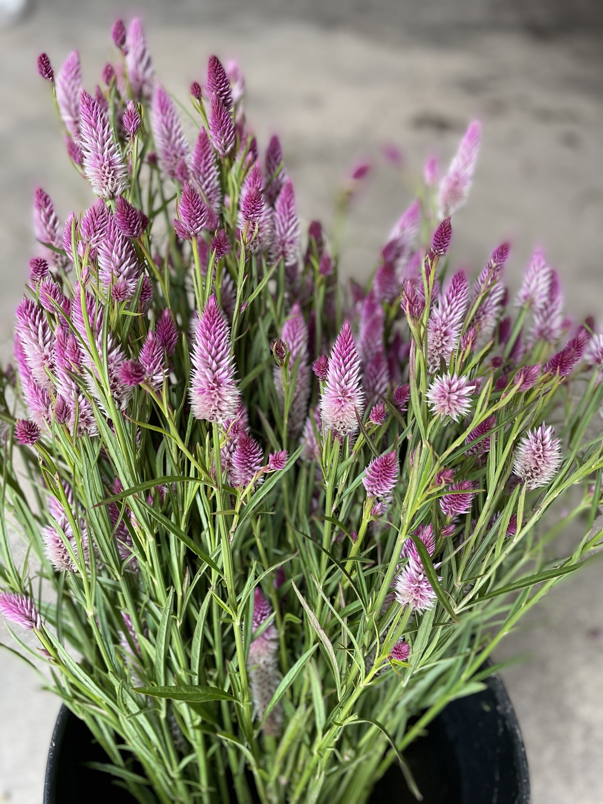 Celosia 'Flamingo Feather'