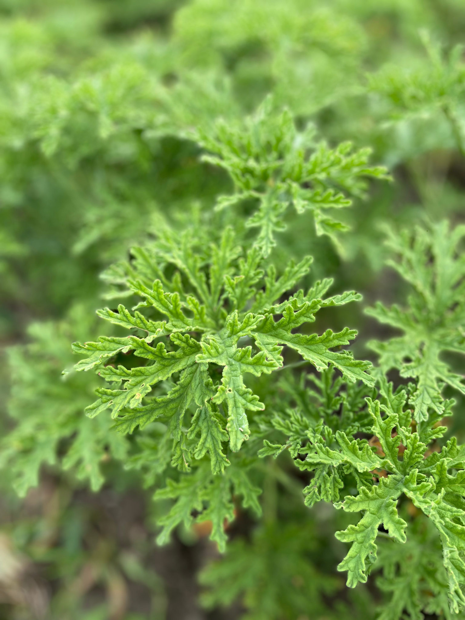 Scented Geranium 'Rose'