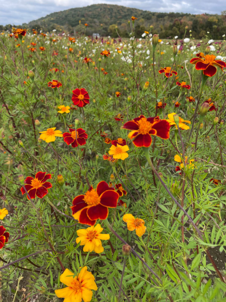 Marigold 'Burning Embers'