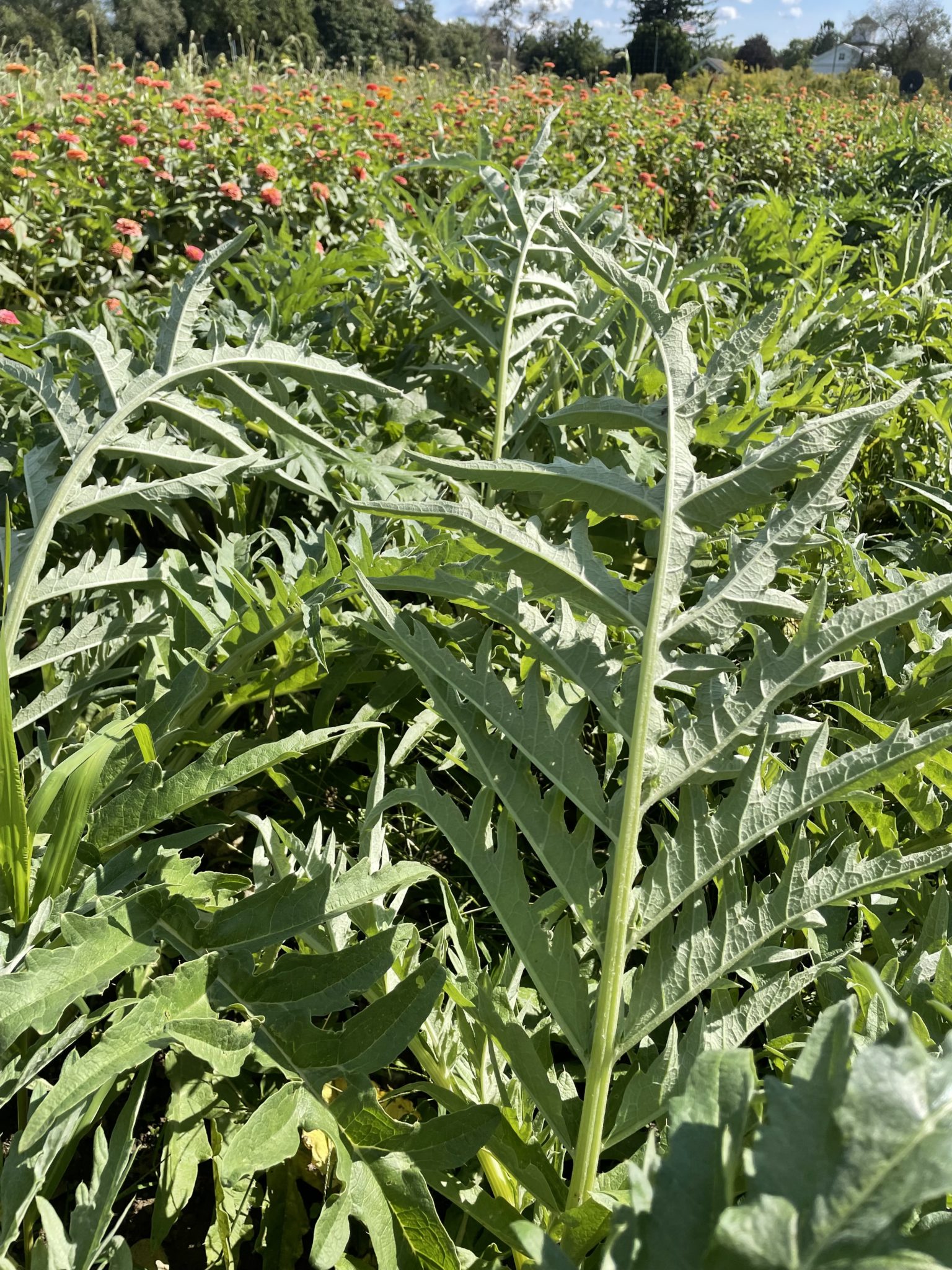 Cardoon Leaf