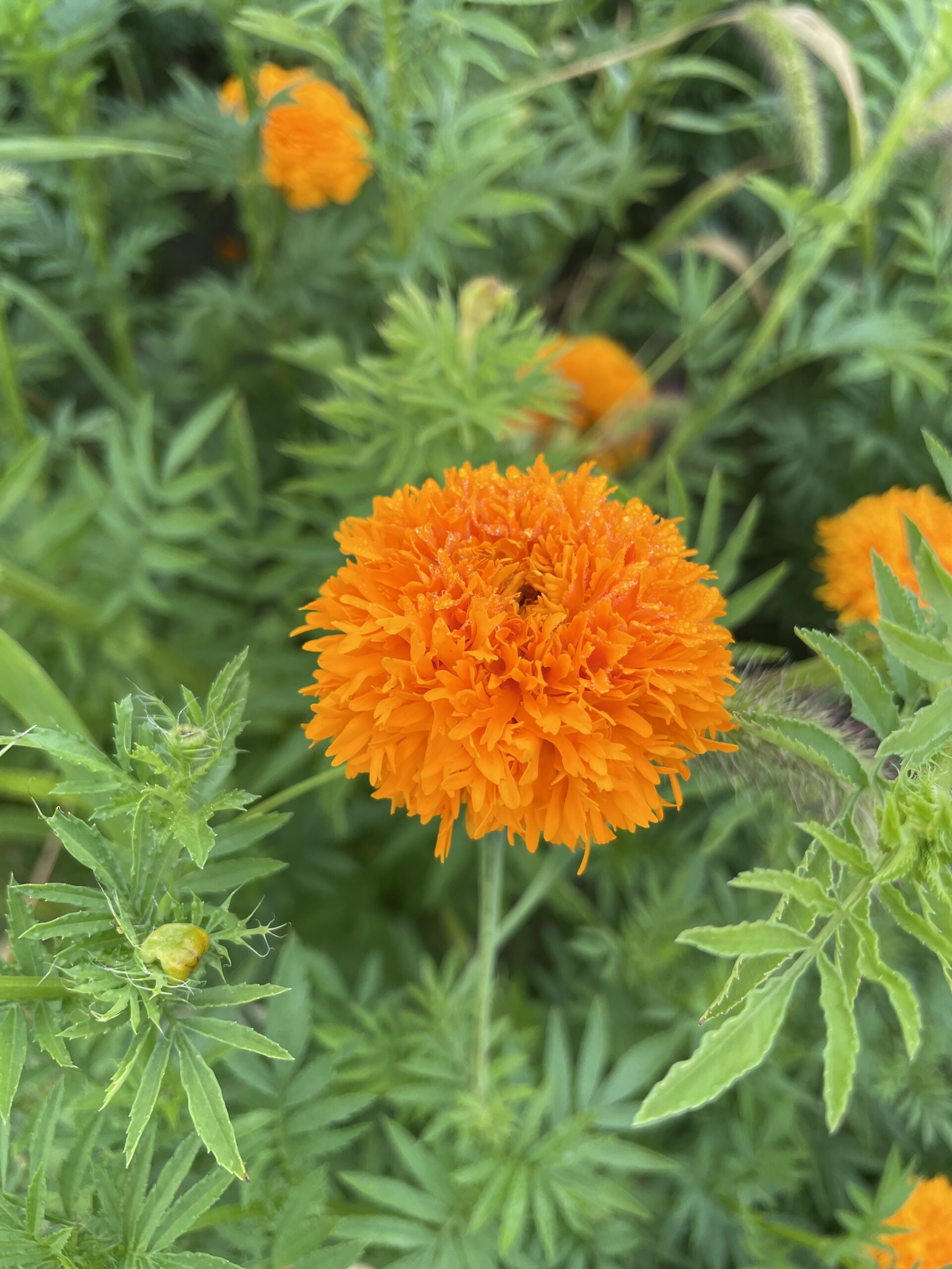 Marigold 'La Ribera'