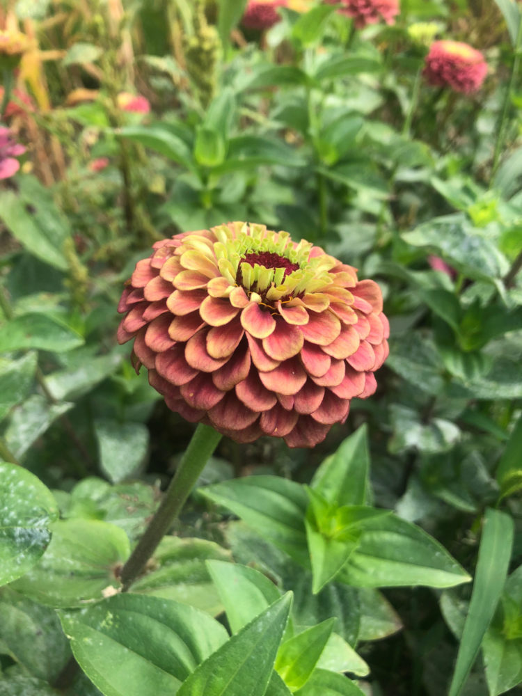 Zinnia 'Queen Red Lime'