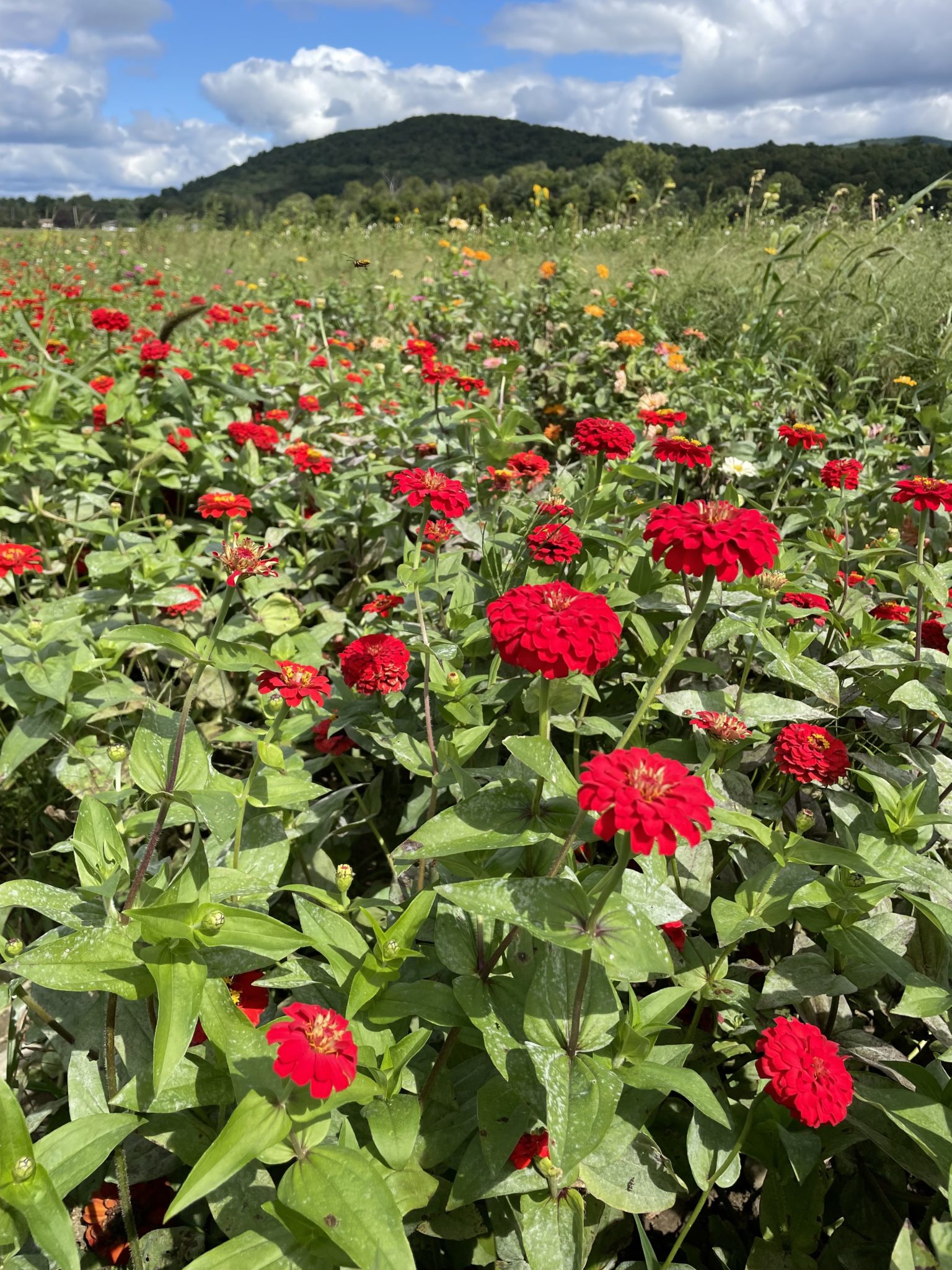 Zinnia 'Oklahoma Red'