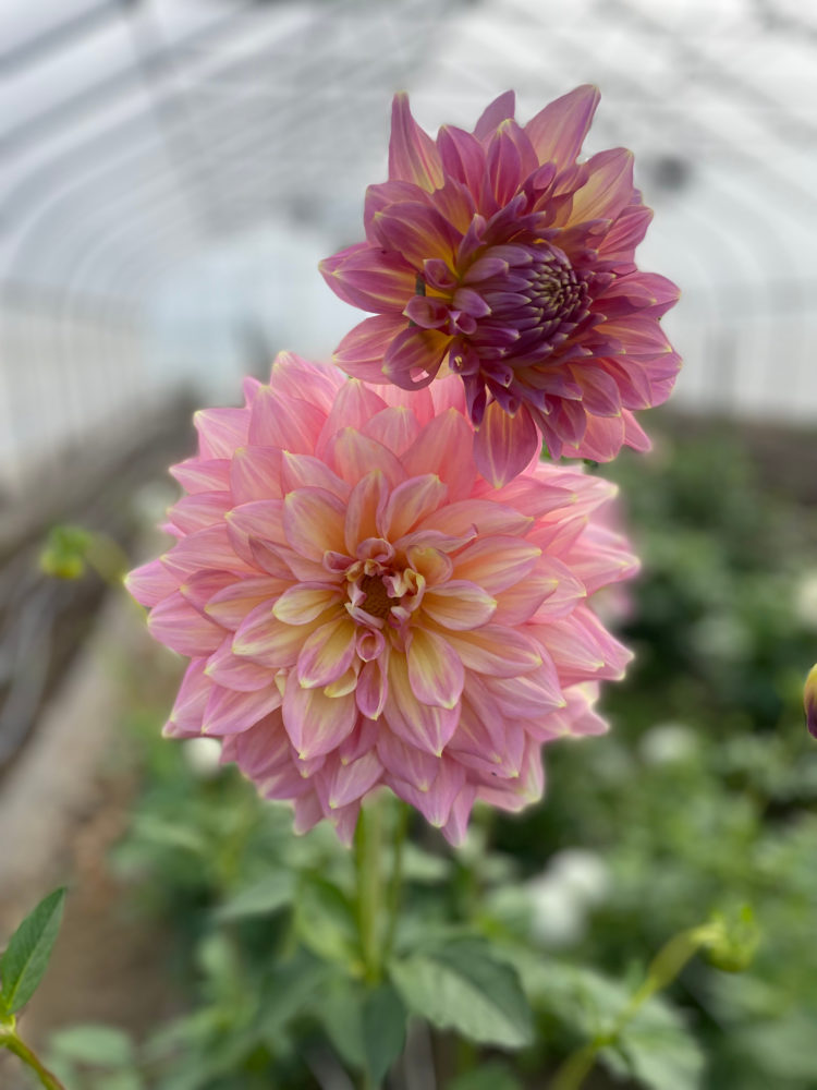 Dahlia 'Strawberry Ice'