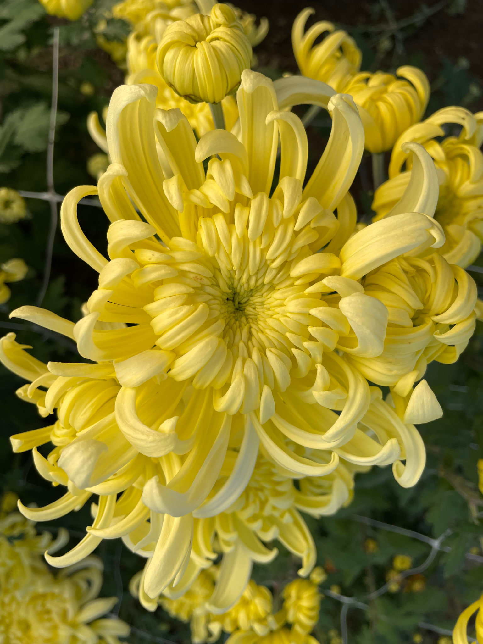 Heirloom Chrysanthemum, 'Flor Grande'